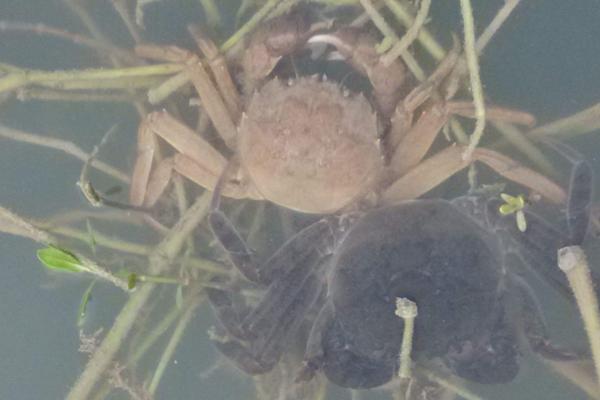 螃蟹脱壳时间(多久一次) 螃蟹脱壳脚会不会长出来