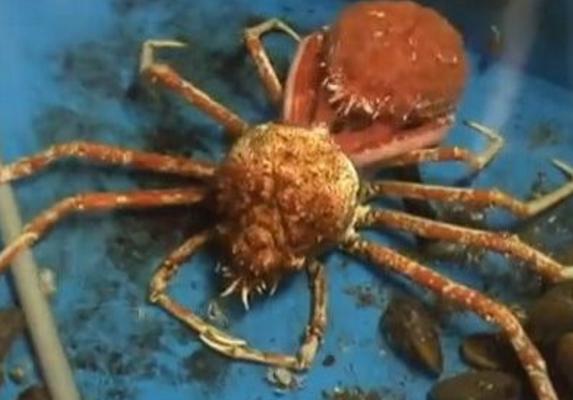 螃蟹脱壳时间(多久一次) 螃蟹脱壳脚会不会长出来