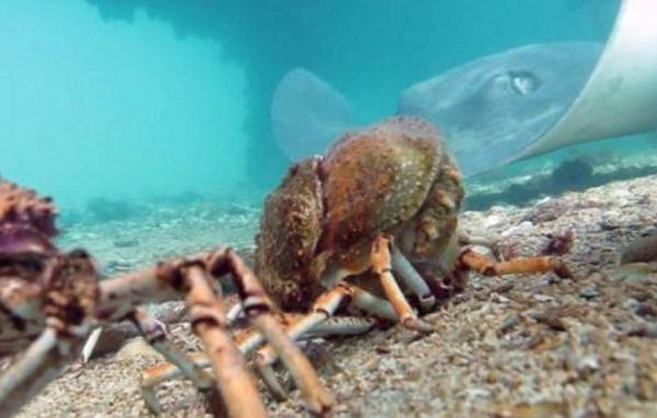 螃蟹脱壳时间(多久一次) 螃蟹脱壳脚会不会长出来