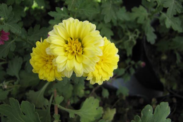 菊花怎么修剪枝叶好看 菊花繁殖方法