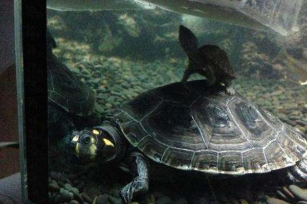 黄头侧颈龟怎么养 黄头侧颈龟能长多大