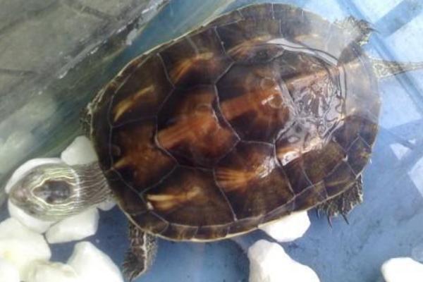 招财龟是什么龟 招财龟怎么养