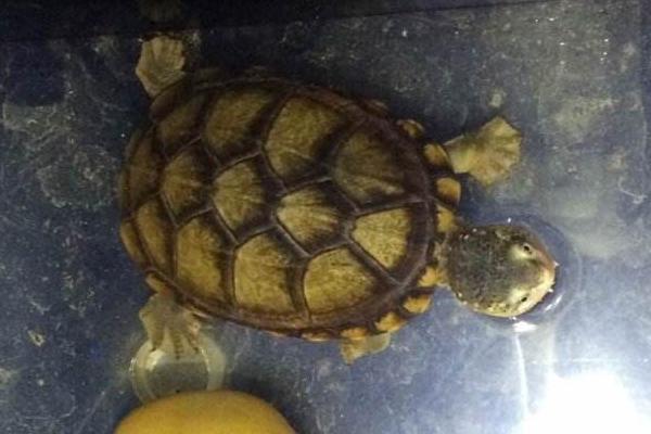 蛋龟有哪些种类 蛋龟最好观赏的品种是什么