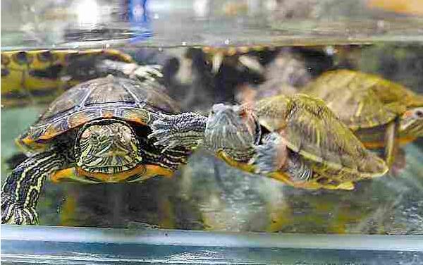 巴西龟吃什么 巴西龟怎么养