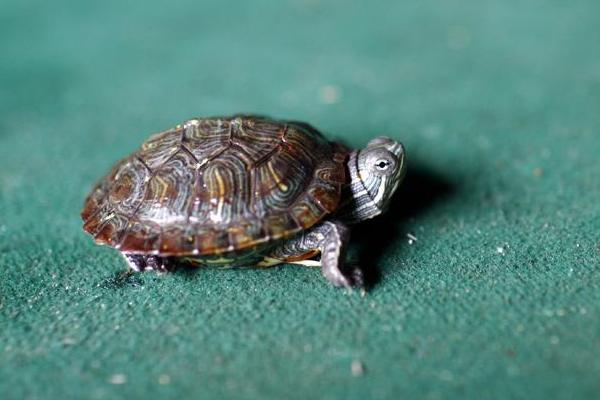 养小乌龟放多少水 家里养小乌龟好不好