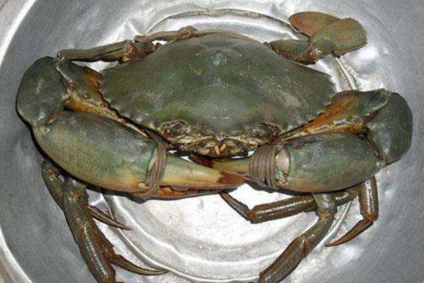 三门青蟹什么时候上市(几月) 三门青蟹最大特点是什么