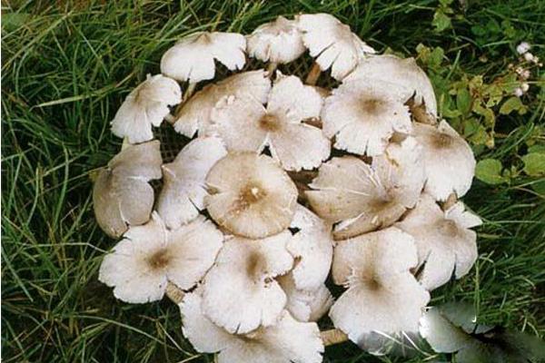 斗鸡菇怎么种 斗鸡菇种植技术与注意事项