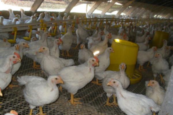 大棚养殖肉鸡技术 肉鸡养殖自动化设备有哪些