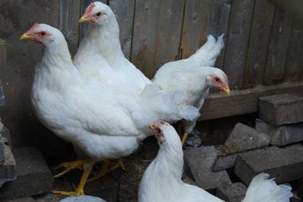 蛋鸡品种有哪些 养蛋鸡需要哪些条件