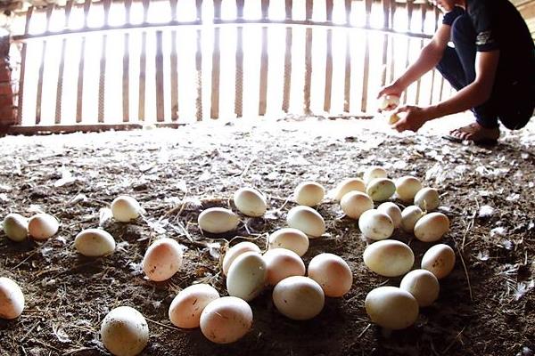 蛋鸭吃什么产蛋多 蛋鸭产蛋下降原因是什么