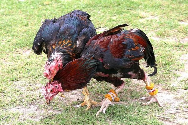 什么品种的斗鸡最好 斗鸡怎么训练才厉害