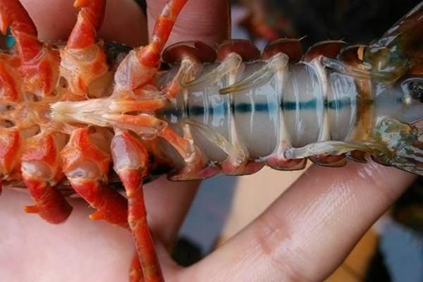 小龙虾怎么做好吃又简单 麻辣小龙虾的做法大全