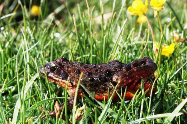 林蛙市场价格多少钱一斤 林蛙是保护动物吗(几级)