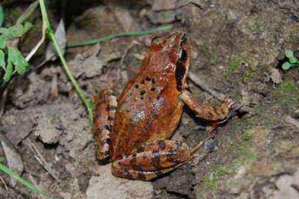 林蛙市场价格多少钱一斤 林蛙是保护动物吗(几级)