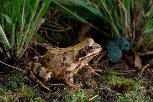 林蛙市场价格多少钱一斤 林蛙是保护动物吗(几级)