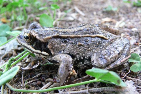林蛙市场价格多少钱一斤 林蛙是保护动物吗(几级)