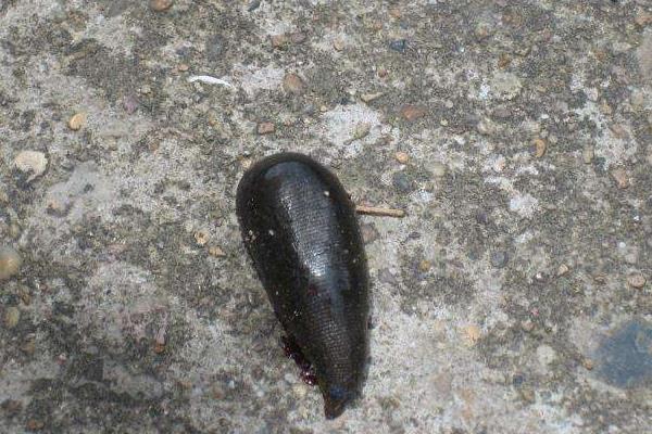 水蛭怎么杀死 水蛭为什么怕盐