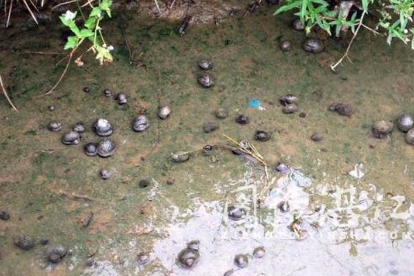 田螺怎么养 田螺养殖技术与注意事项