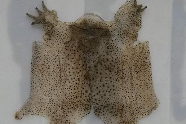 蟾衣的功效与作用及禁忌 蟾衣的药用价值