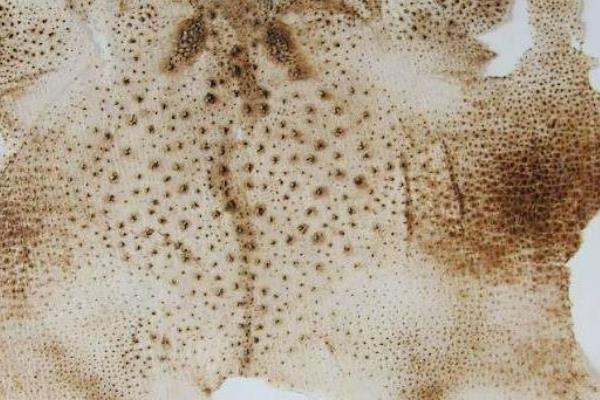 蟾衣的功效与作用及禁忌 蟾衣的药用价值