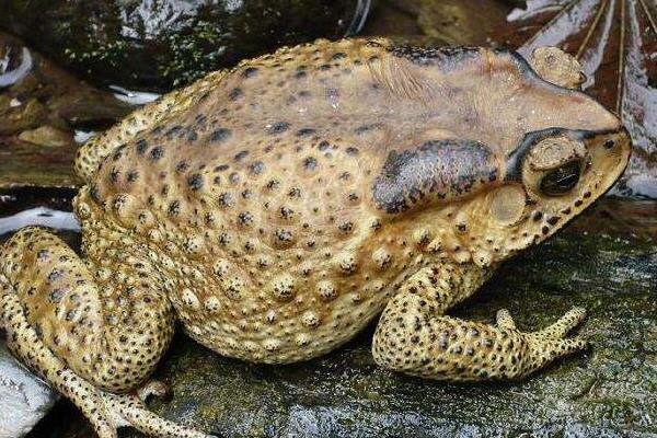 梦见牛蛙是什么意思 女人梦到牛蛙有什么预兆(是胎梦吗)