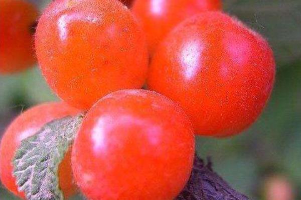 毛樱桃功效与作用 毛樱桃能吃吗