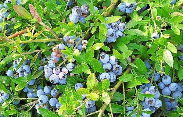 蓝莓需要打农药吗 蓝莓几月修剪最佳