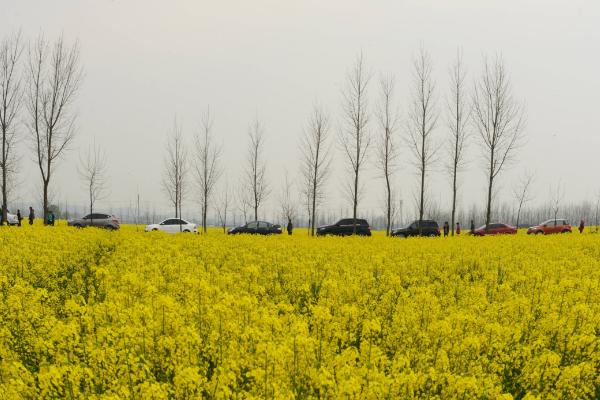 青海油菜花在哪里 门源油菜花什么时候开 青海湖门源油菜花花期是几月