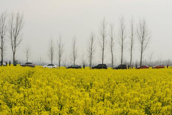 油菜花是什么颜色 油菜花有几个花瓣
