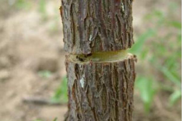 枣树为什么要环割(时间) 枣树施什么肥最好