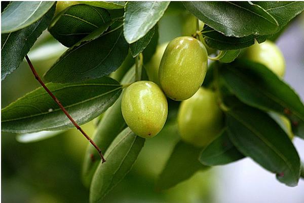 枣树为什么要环割(时间) 枣树施什么肥最好