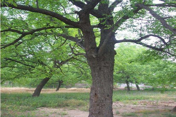 枣树为什么要环割(时间) 枣树施什么肥最好