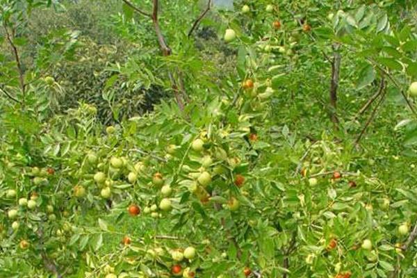 枣树为什么要环割(时间) 枣树施什么肥最好