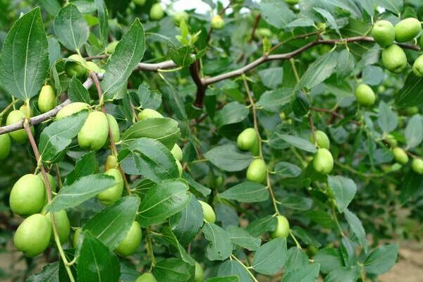 枣树为什么要环割(时间) 枣树施什么肥最好