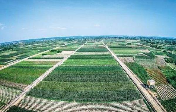 新农业产业是什么 什么是农业产业化