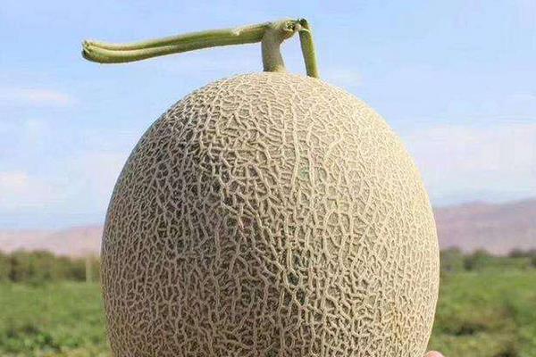 黄皮哈密瓜叫什么名字 黄皮哈密瓜怎么挑选