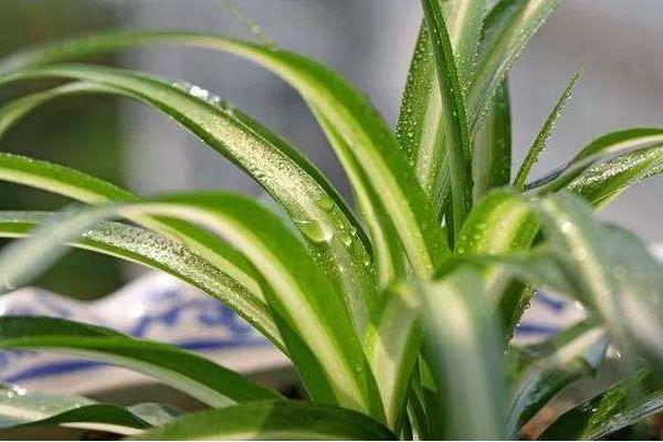 家里养花的风水 院子里种什么花风水好