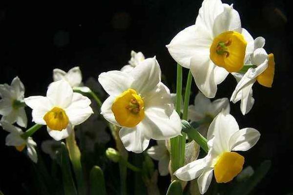 家里养花的风水 院子里种什么花风水好