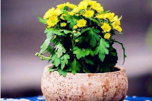 家里养花的风水 院子里种什么花风水好