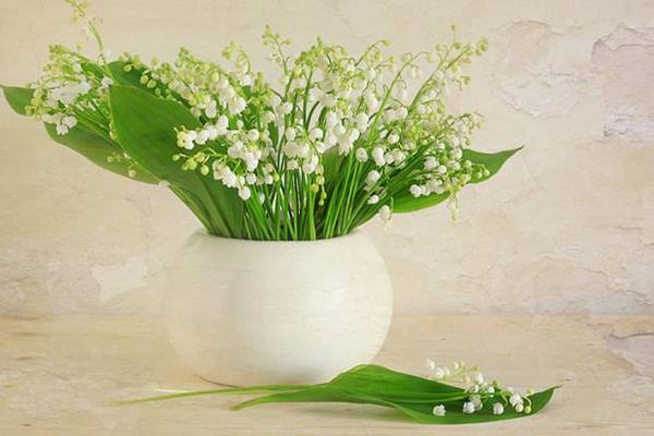 家里养花的风水 院子里种什么花风水好