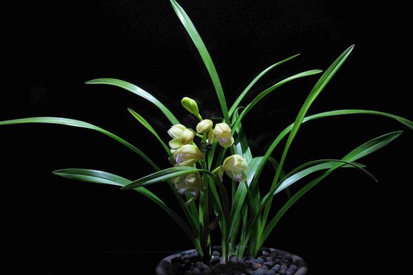 家里养花的风水 院子里种什么花风水好