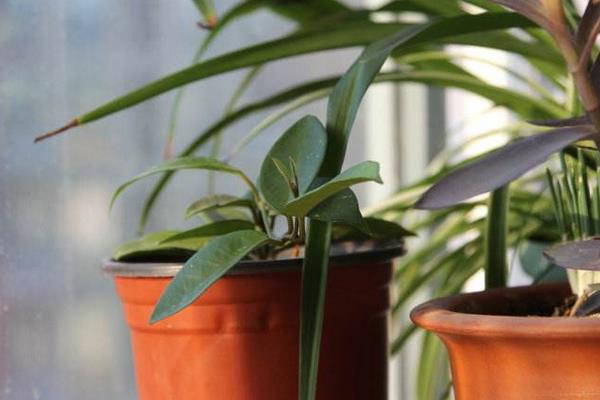 家里养花的风水 院子里种什么花风水好