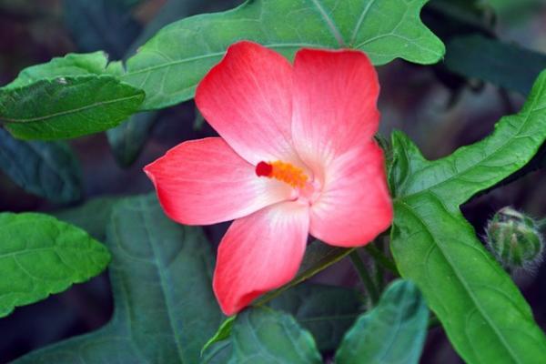 箭叶秋葵是人参吗 箭叶秋葵的栽培技术