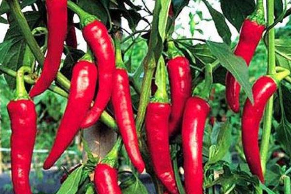 辣椒生长缓慢怎么办 