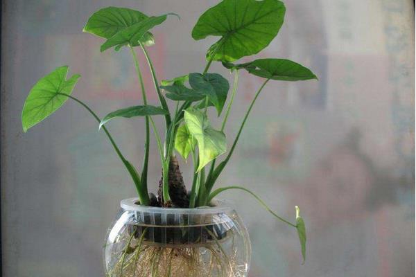 办公室摆放什么最招财 办公室招财风水布局