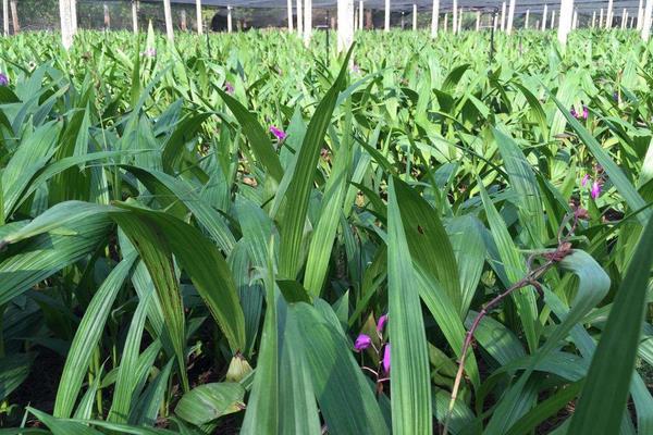 白芨种植技术 白芨种植什么季节种植
