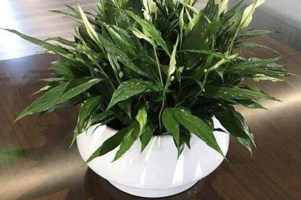 办公桌摆放风水正确图 办公室座位风水图