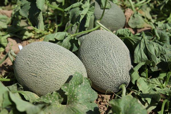 梦见哈密瓜是什么意思 孕妇梦到吃哈密瓜有什么预兆(是胎梦吗)