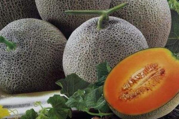 梦见哈密瓜是什么意思 孕妇梦到吃哈密瓜有什么预兆(是胎梦吗)
