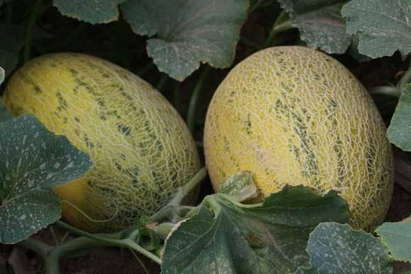 梦见哈密瓜是什么意思 孕妇梦到吃哈密瓜有什么预兆(是胎梦吗)